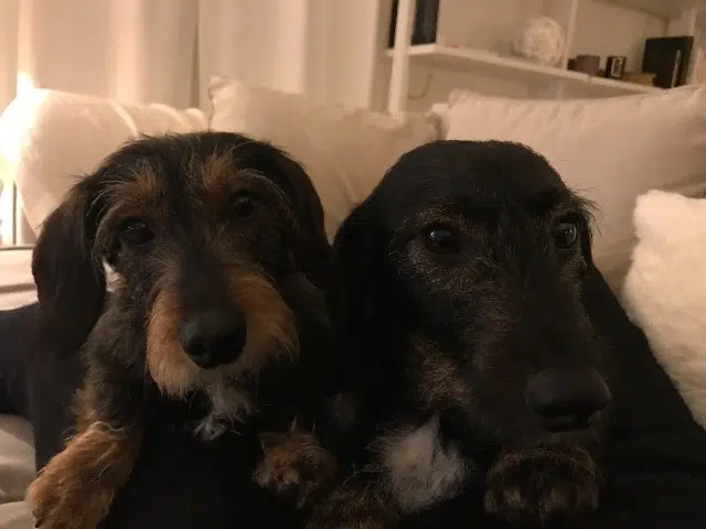 chienne reunited   13760 Saint-Cannat Caline