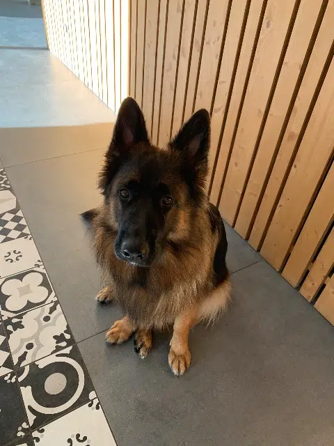 chienne reunited   13850 Gréasque Dana