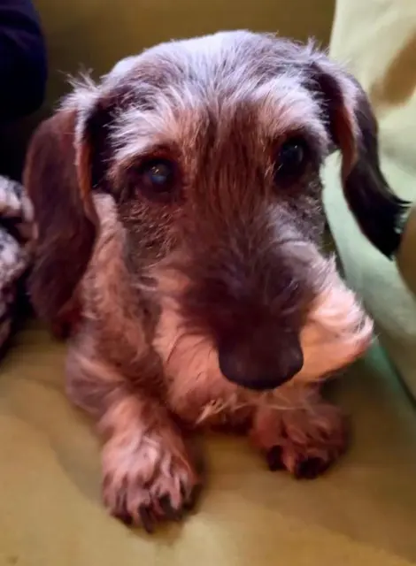 chienne reunited   13160 Châteaurenard Ginger