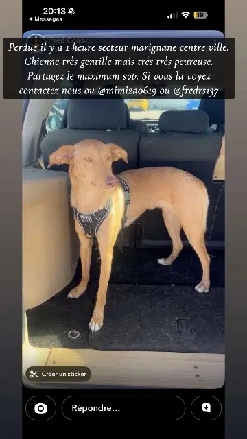 chienne reunited   13700 Marignane Louna