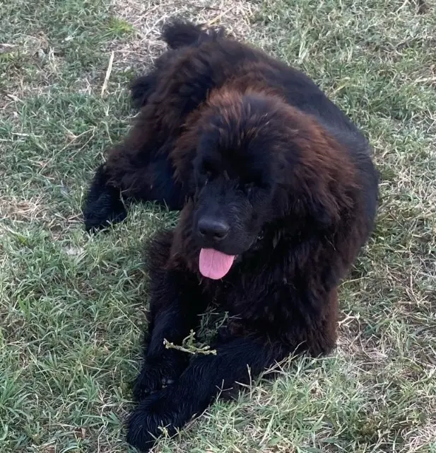 chienne reunited    Arles Magro