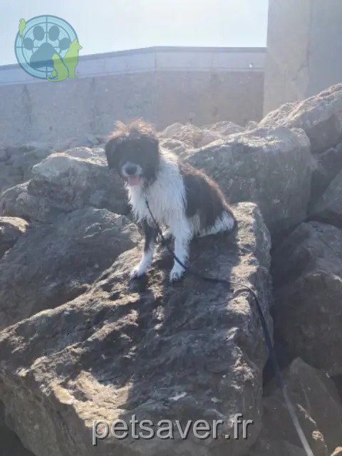 chienne reunited    Marseille Khala