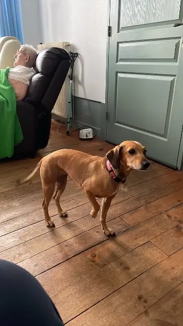 dog reunited    Marseille Nala