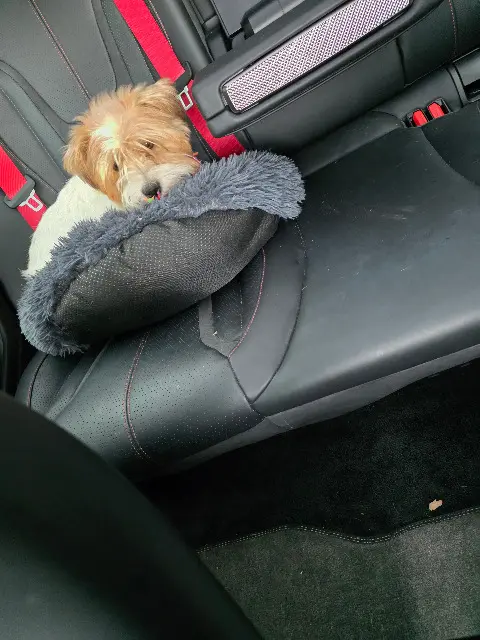 chienne reunited    Marseille Nikki