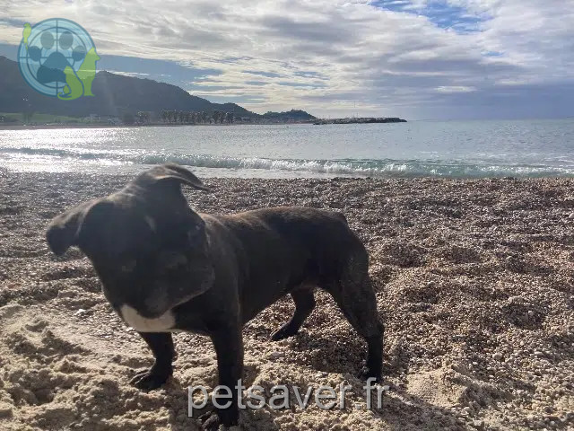 chienne reunited    Marseille Pinky