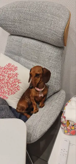 chienne reunited    Marseille Vadrouille