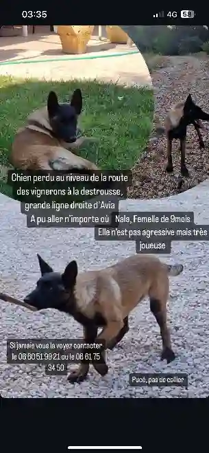 Chienne Trouvée 13 Bouches-du-Rhône - Nala Chienne Trouvée 13 Bouches-du-Rhône - Nala