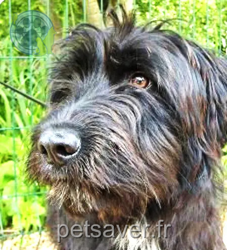 chienne reunited   13600 La Ciotat Pilou