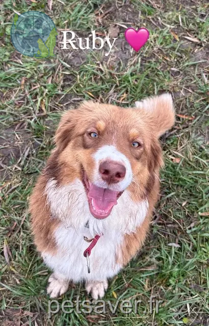 chienne reunited   13320 Bouc-Bel-Air Ruby