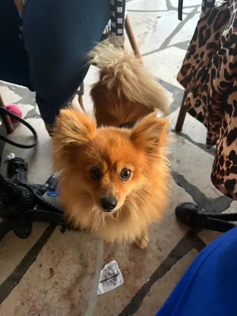 chienne reunited   13780 Cuges-les-Pins Scarlette