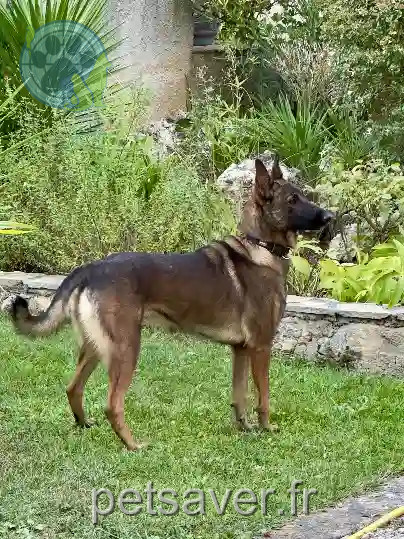 Chienne Trouvée 13 Bouches-du-Rhône - Siam Chienne Trouvée 13 Bouches-du-Rhône - Siam