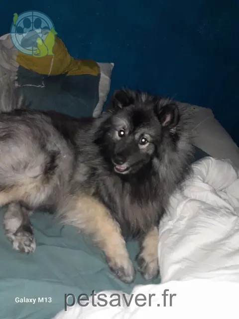 chienne reunited 13140 Miramas Taya