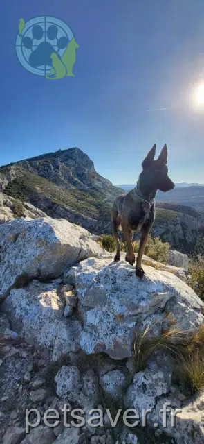 chienne reunited   13650 Meyrargues Ulna