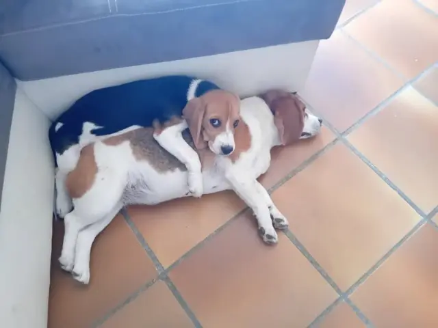 chienne reunited   13510 Éguilles Vanda et Tessa