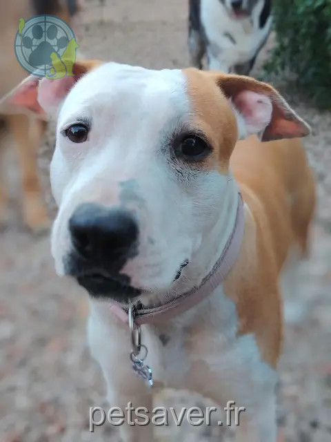 chienne reunited   13700 Marignane Veda