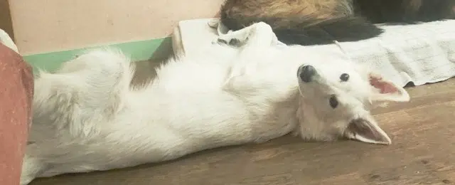 chienne reunited   14800 Deauville Artik