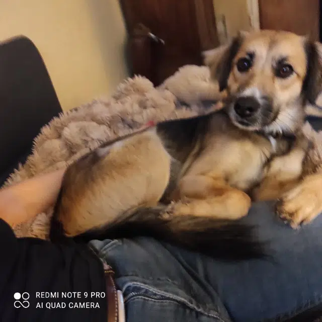 chienne reunited    Aurseulles Naya