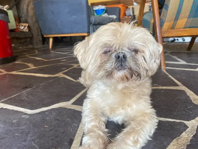 chienne reunited   14000 Caen Gommette