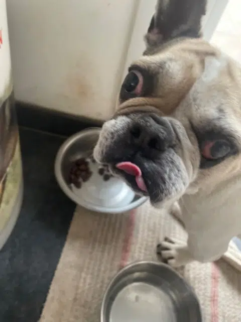 chienne reunited   14510 Gonneville-sur-Mer Leïna