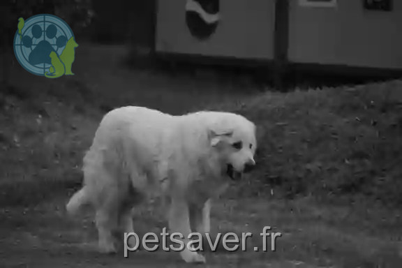 Chienne Perdue 14 Calvados - Liberty Chienne Perdue 14 Calvados - Liberty