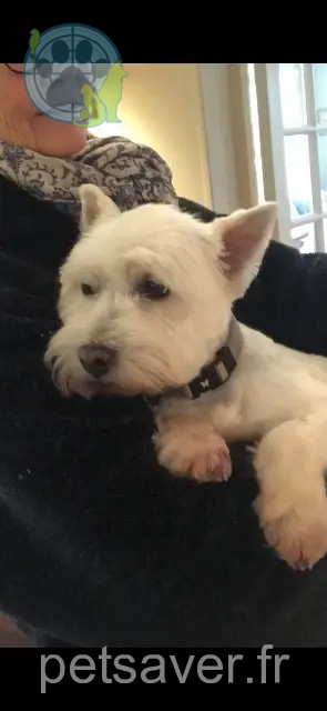 chienne reunited   14140 Livarot-Pays-d'Auge POMME