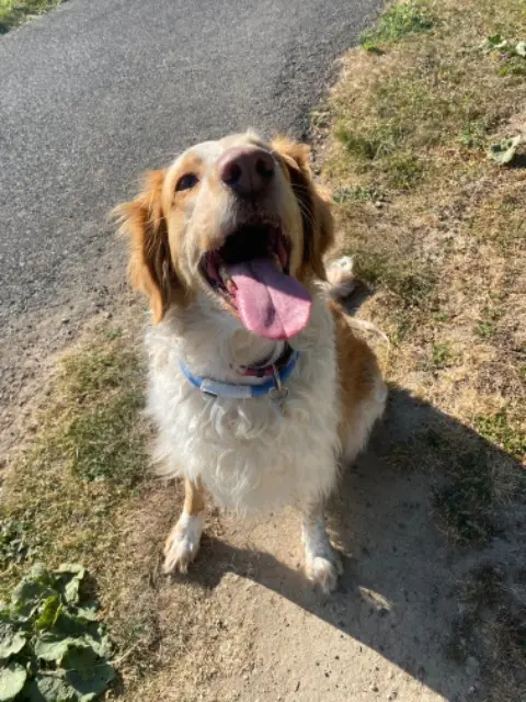 chienne reunited   14120 Mondeville Nesta