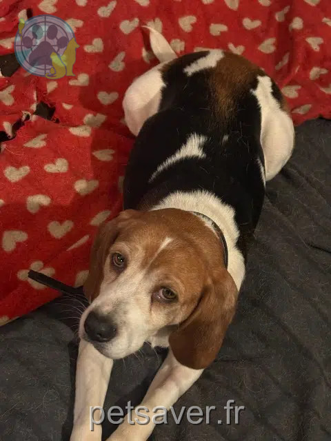 chienne reunited   14210 Esquay-Notre-Dame Patoche