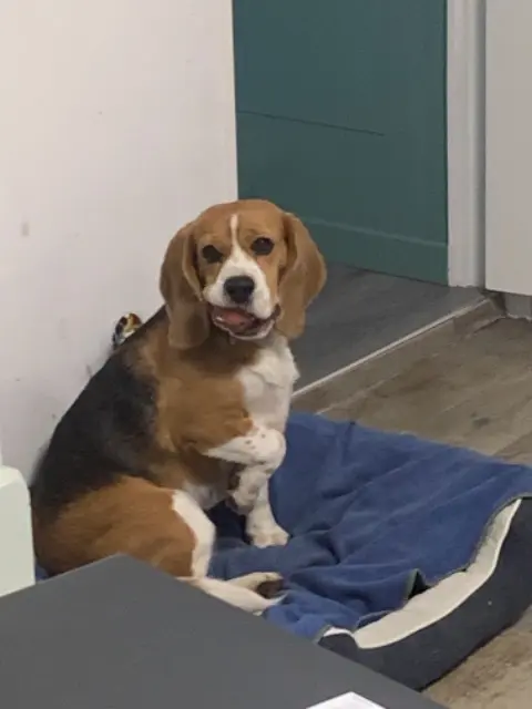 chienne reunited   14220 Barbery Rafale ( dit Romy)