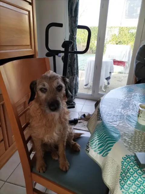 chienne reunited   14840 Démouville Rebelle