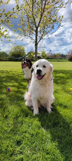 chienne reunited   14740 Thue et Mue Orphée