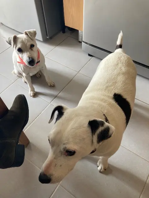 chienne reunited   14410 Valdallière Nana