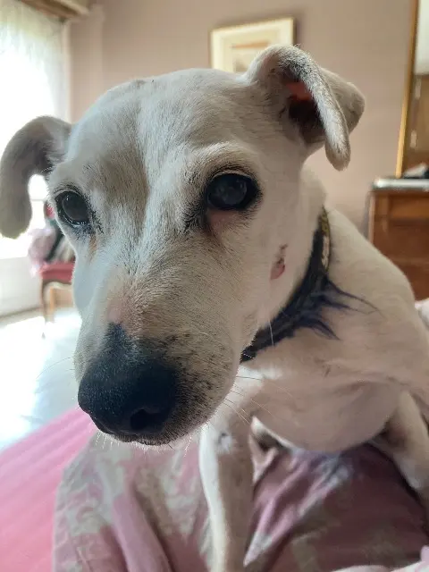 chienne reunited   14410 Valdallière Nana