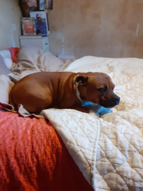 chienne reunited   15290 Le Rouget-Pers Namy