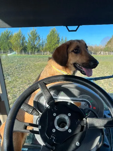chienne reunited   16300 Barbezieux-Saint-Hilaire Phoebe et Nala