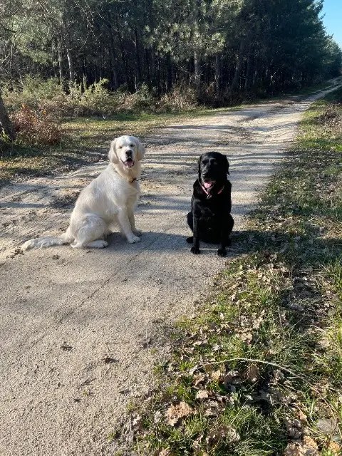 chienne reunited   16250 Pérignac Lubie