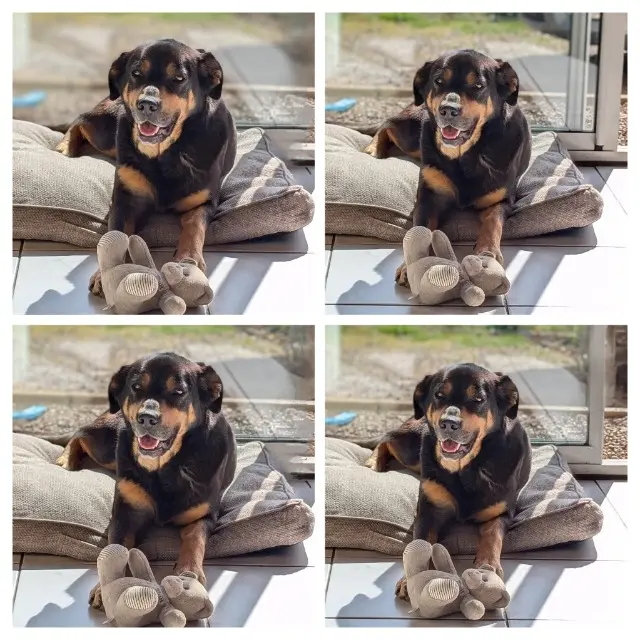 chienne reunited   16110 Taponnat-Fleurignac Shelby