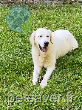 Chienne Trouvée 16 Charente - Upsane Chienne Trouvée 16 Charente - Upsane