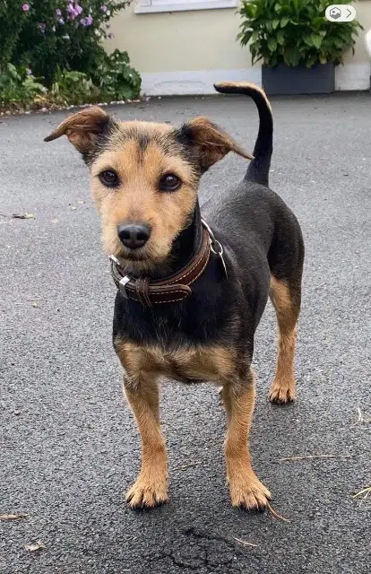 chienne reunited   16170 Val-d'Auge Noisette