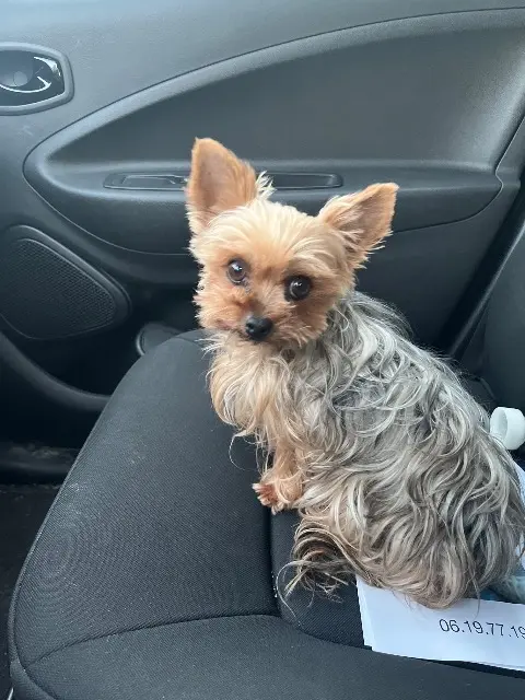 chienne reunited   17600 Corme-Écluse Poupy