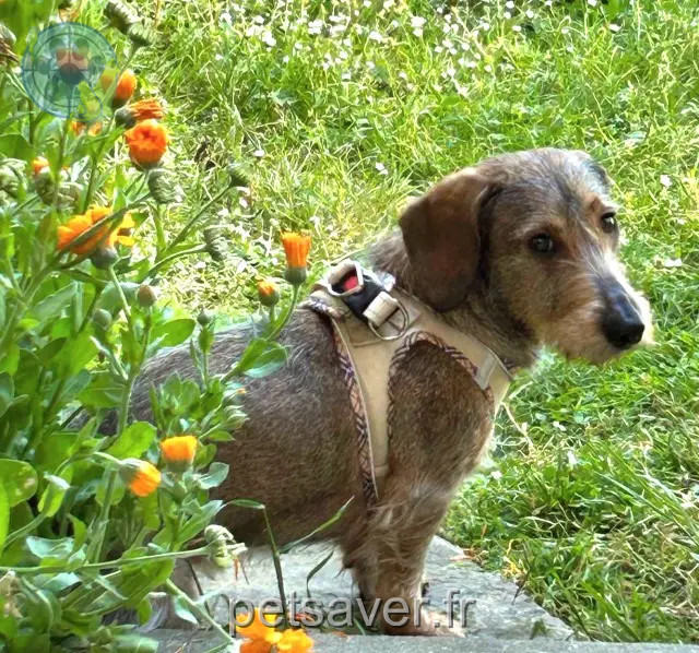 chienne reunited 17600 Le Chay ROSalie (Ex Sophie)