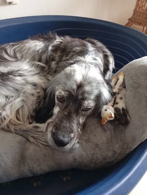 chienne reunited   17170 Benon Tilia