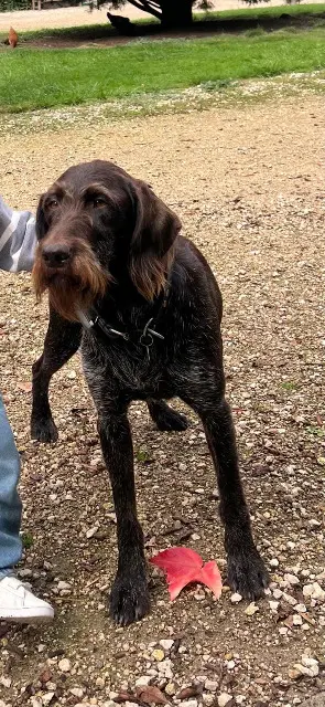 chienne reunited   18410 Clémont Aspe