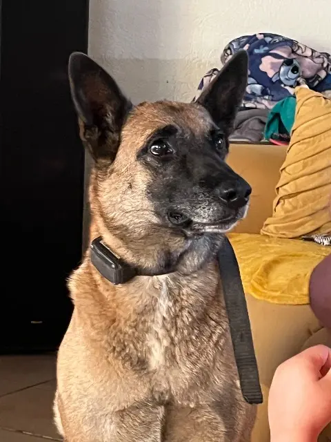 chienne reunited   18140 Précy Odyssée