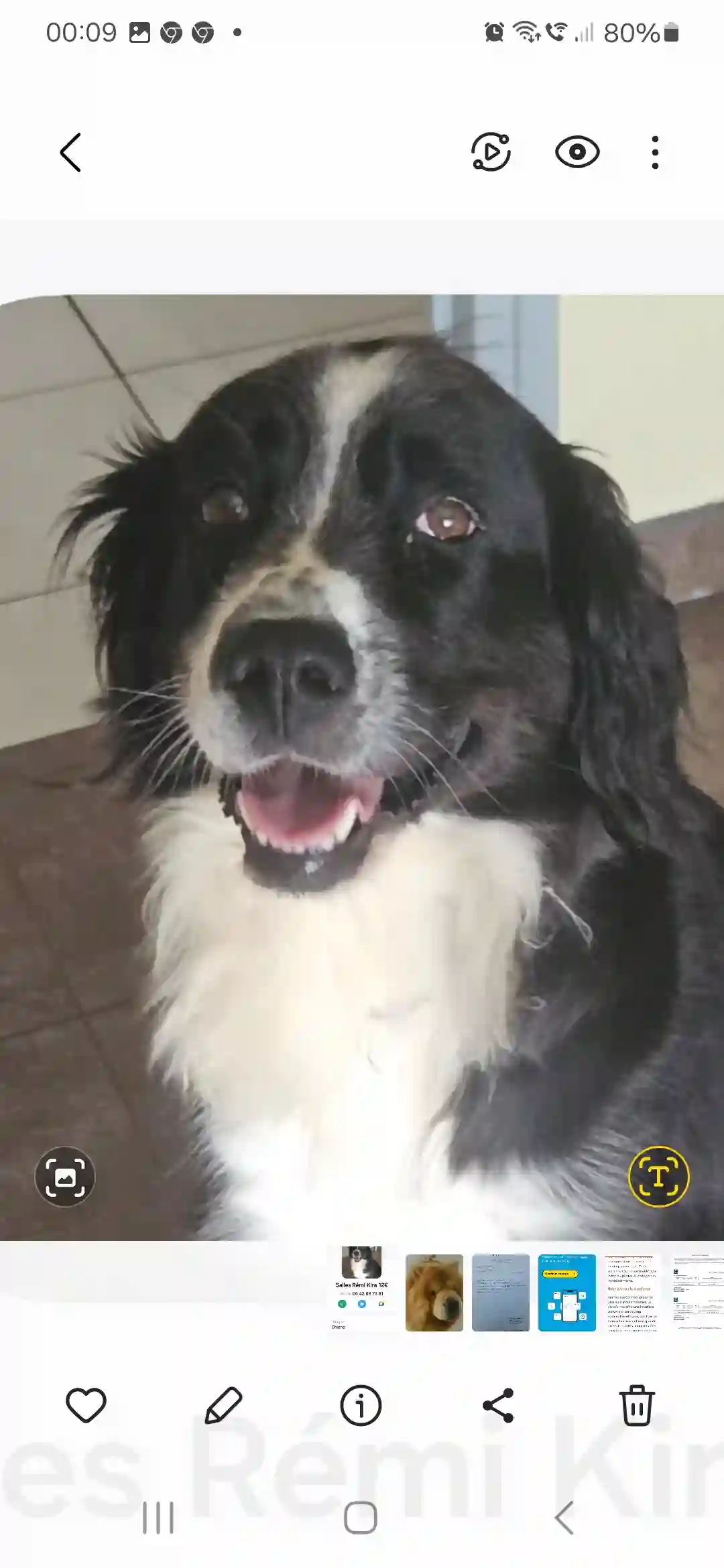 Chienne Trouvée 19 Corrèze Malemort - Kira Chienne Trouvée 19 Corrèze Malemort - Kira