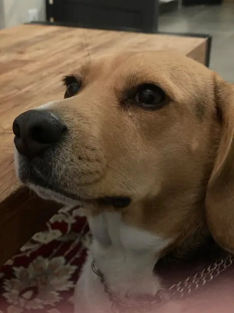 chienne reunited   19360 Malemort Suki