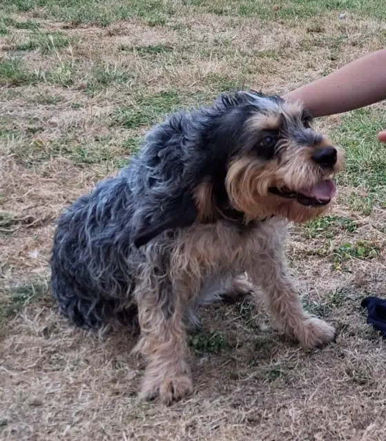 chienne reunited   19310 Louignac Stelia