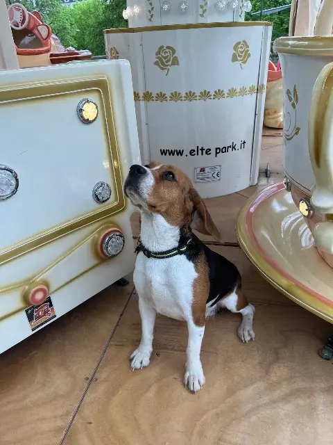 chienne reunited   21000 Dijon SHELBY