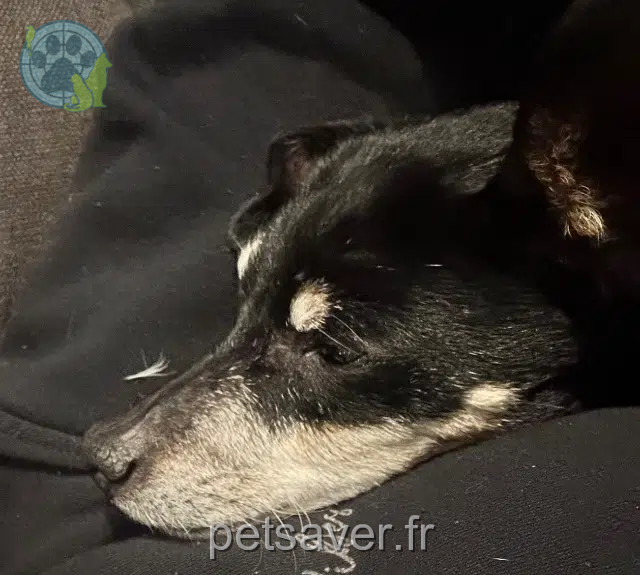 chienne reunited 21850 Saint-Apollinaire Elya