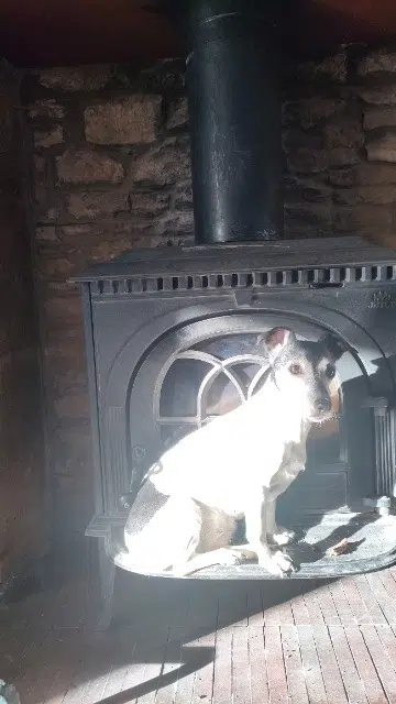 chienne reunited   21220 Segrois Emy