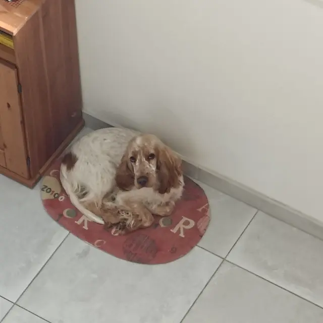 chienne reunited   21800 Chevigny-Saint-Sauveur Judy